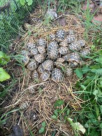Tartarughe di terra testudo hermanni boettgeri thb