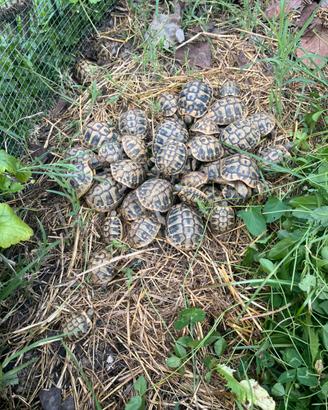 Tartarughe di terra testudo hermanni boettgeri thb