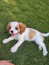 Cuccioli di cavalier king