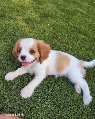 Cuccioli di cavalier king