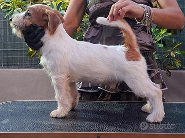 Jack russell terrier cucciolo 