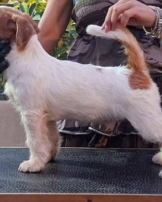 Jack russell terrier cucciolo 