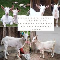 Caprette e becchetto