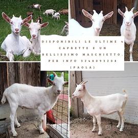 Caprette e becchetto