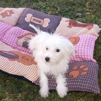 Cucciolo di maltese toy