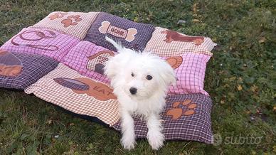 Cucciolo di maltese toy