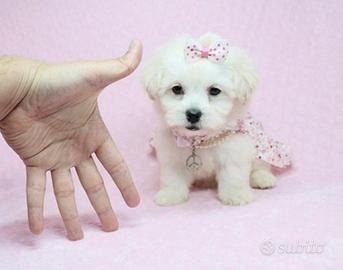 Maltese cuccioli