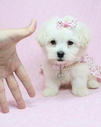 Maltese cuccioli