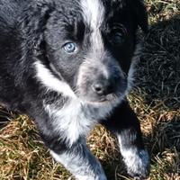 Border Collie cuccioli con pedigree ENCI certific