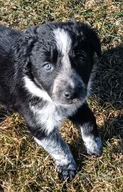 Border Collie cuccioli con pedigree ENCI certific