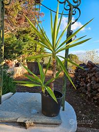 Yucca  tronchetto felicità di circa 60 cm