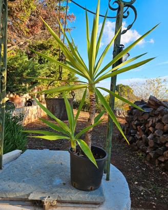 Yucca  tronchetto felicità di circa 60 cm