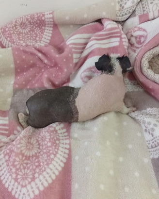 Skinny cavia nuda