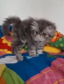 Gatto persiano cuccioli persiani