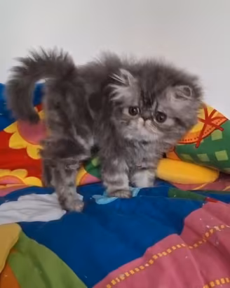Gatto persiano cuccioli persiani