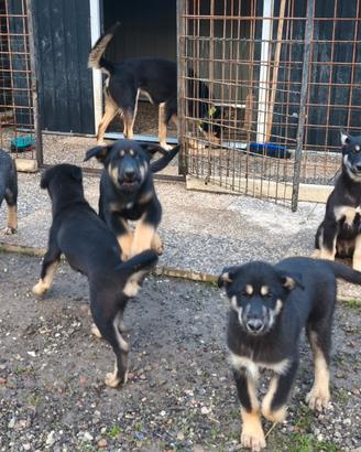 Cuccioli Alaskan Husky