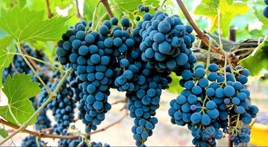 VIGNETO NUOVO MECCANIZZATO IN PIENA PRODUZIONE 