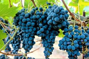 VIGNETO NUOVO MECCANIZZATO IN PIENA PRODUZIONE 