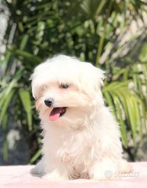 Maltesi cuccioli