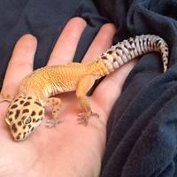 Geco leopardino femmina