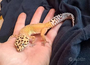 Geco leopardino femmina