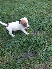 Cuccioli jack russel