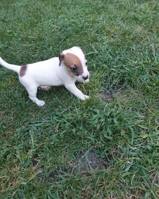 Cuccioli jack russel