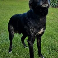 Cane meticcio 16 mesi per amante degli animali