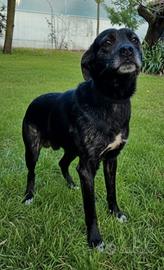 Cane meticcio 16 mesi per amante degli animali