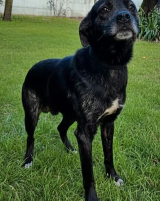 Cane meticcio 19 mesi per amante degli animali