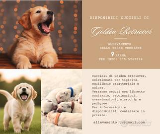 Cuccioli di golden retriever con pedigree