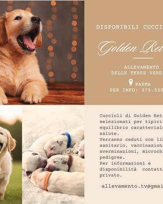 Cuccioli di golden retriever con pedigree