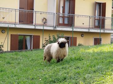 Pecora Muso Nero del Vallese