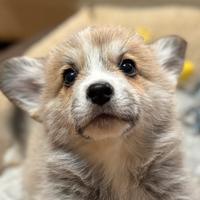 Cuccioli di welsh corgi pembroke