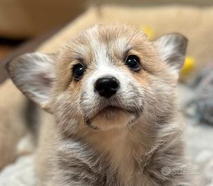 Cuccioli di welsh corgi pembroke