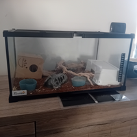 Geco leopardino con teca