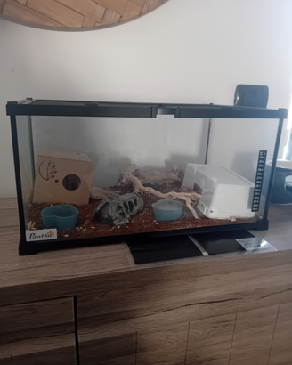 Geco leopardino con teca