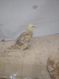 Pulcini gallina campagnola