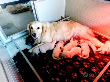 Golden retriever cuccioli