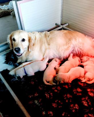 Golden retriever cuccioli