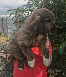 Cuccioli di Pastore del Caucaso