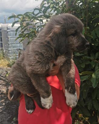 Cuccioli di Pastore del Caucaso