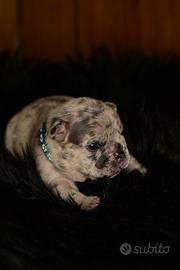 Cuccioli di bulldog Francese