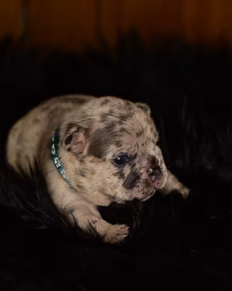Cuccioli di bulldog Francese