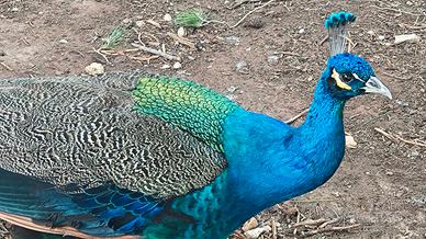 Pavone maschio adulto