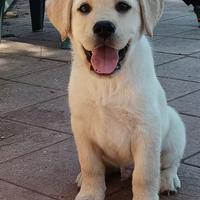 Labrador biondi 2 mesi disponibili subito