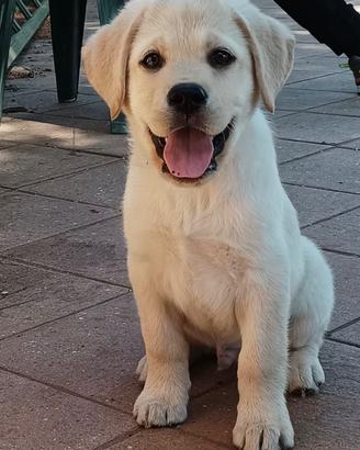 Labrador biondi 2 mesi disponibili subito