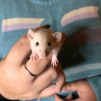 Cuccioli di Ratto Domestico rattini Dumbo