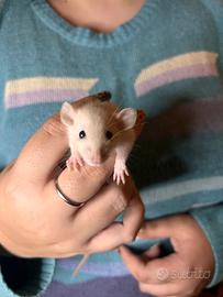 Cuccioli di Ratto Domestico rattini Dumbo