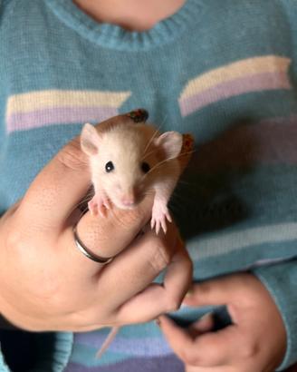 Cuccioli di Ratto Domestico rattini Dumbo